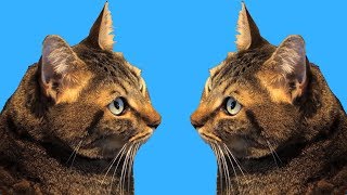 Sparta Watches Mean Kitty