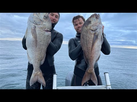 Wettie TV | SPEARFISHING BIG SNAPPER | Winter New Zealand