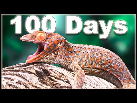 Simulating A Jungle ecosystem for 100 days