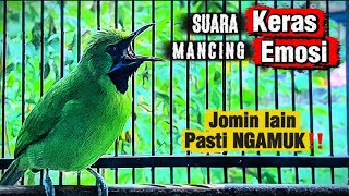 Download lagu Cucak ijo mini nembak isian cocok buat pancingan jomin bahan agar cepat gacor mp3