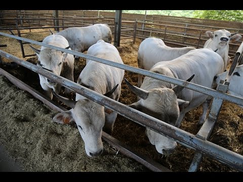 Nome scatti da osteocondrosi Mal di ovaia destra e lombo dopo mensile