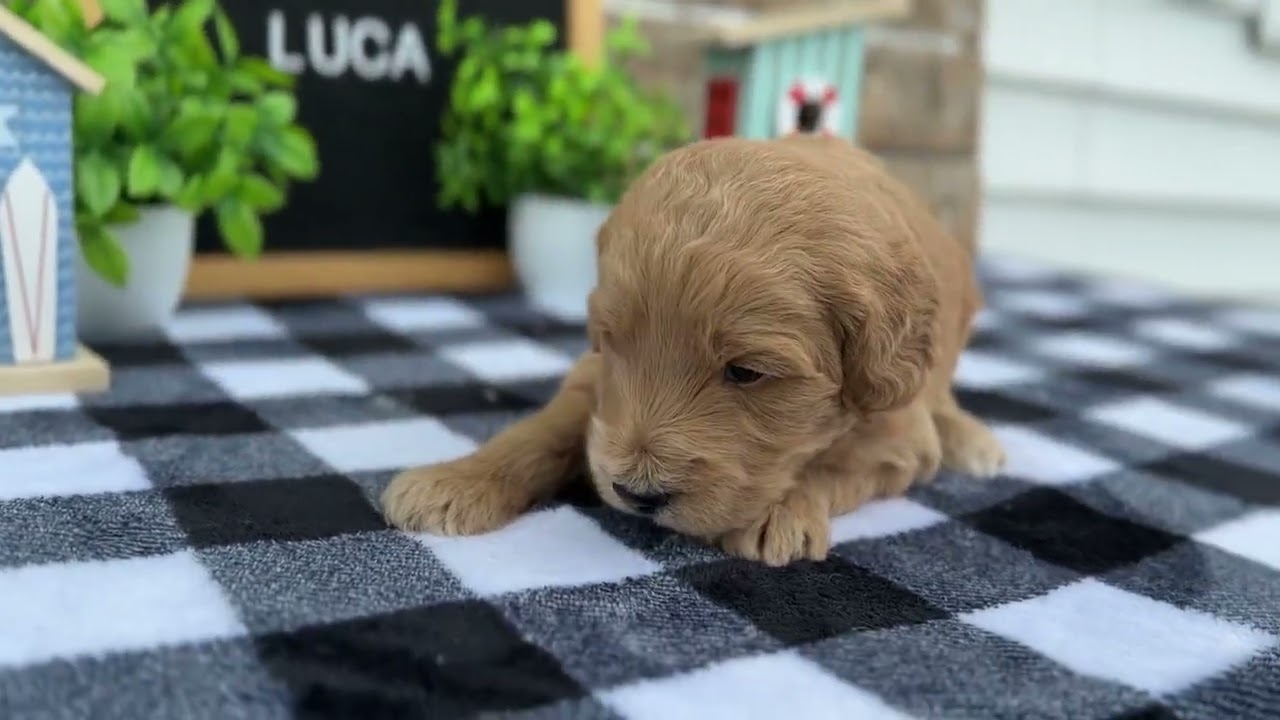 Luca - Medium Goldendoodle - Family Bred Puppies