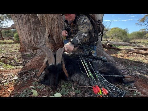 Central western NSW bow hunt
