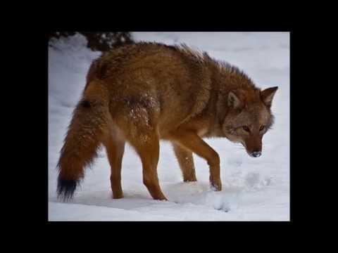 Van Morrison & The Chieftains - Shenandoah 🍀