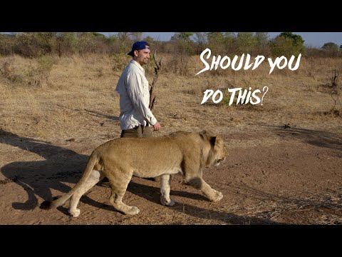 Walking with Lions in Zimbabwe, Africa - Worth it? Lion Walking Tour
