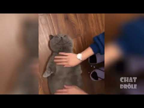 #catandhuman cats The best and most beautiful 10 clips of beautiful cats أتحداك ما تضحك 😂😂😂😂😂😂