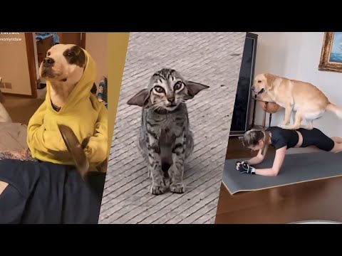 Fails of The Week  😂  EP:23  |  Funny Fails  | Fail Army.   #failarmy