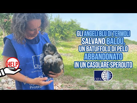 GLI ANGELI BLU DI TERMOLI SALVANO BALOU, UN BATUFFOLO DI PELO ABBANDONATO IN UN CASOLARE SPERDUTO