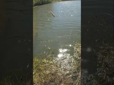 Franklin didn’t care about my bass catch or release😢(Full vid linked) #shorts #fishing #bassfishing