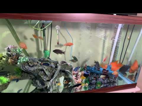 慈鯛混養金魚