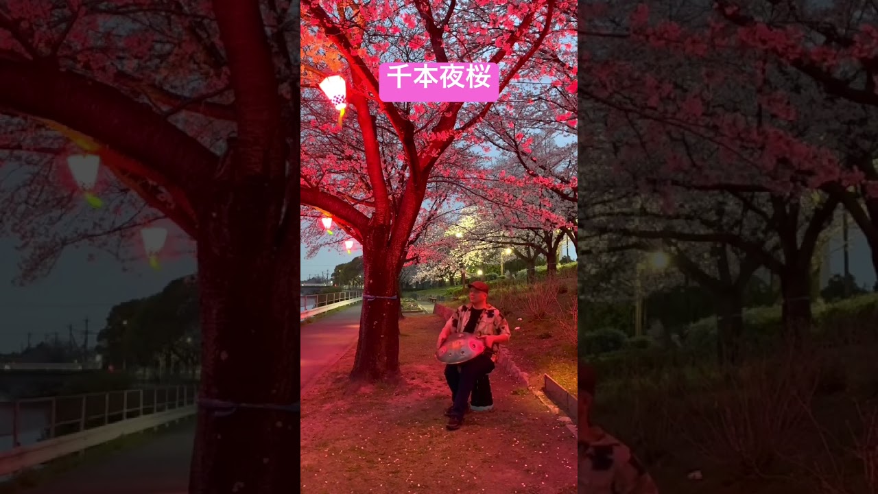 センボン夜ザクラ