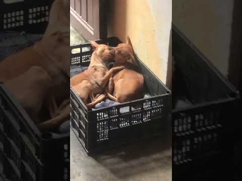 Perros besándose #shorts #animales #perros