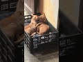 Perros Besándose Shorts Animales Perros