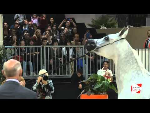 N 166 TF ESMERALDA   Verona 2015   Fillies 3 years old Class 5