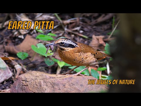 Pita ušatá (Hydrornis phayrei) — hlas a správanie v prírode