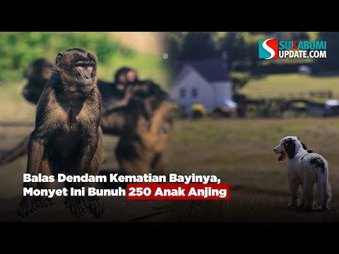 Balas Dendam Kematian Bayinya, Monyet Ini Bunuh 250 Anak Anjing