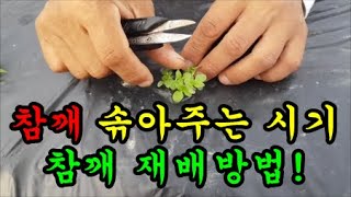 참깨농사 참깨솎는방법과 참깨 풀제거하는방법