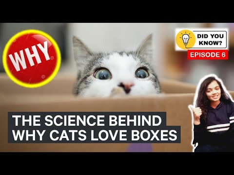Why does cats like to hide in cardboard boxes | Cats in boxes | cats love boxes | cats cardboard box