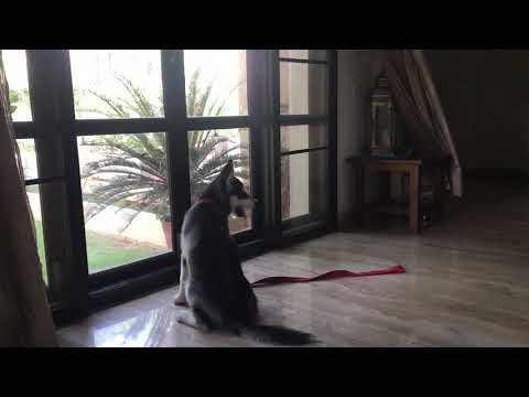 My funny and Cute Husky Rustam and Reyansh - 2