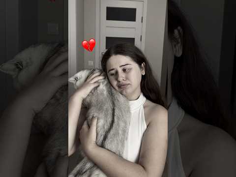 Real heroes go unnoticed💔😿 Subscribe to support😺❤️ #cats #cat #americe
