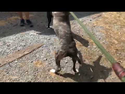 BARLEY (R) - see videos, an adopted American Staffordshire Terrier in Marietta, GA_image-1