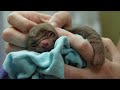 Tiny Orphan Baby Sloth Rescued | BBC Earth