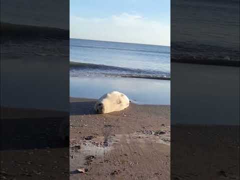 Monte Hermoso foca cangrejera varada y/o descansando en la playa. , pcia de Buenos Aires