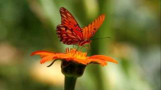 preview picture of video 'Gulf Fritillary (Agraulis vanillae) butterfly at Descanso Gardens'