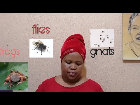 Plagues in Egypt (frgs, gnats, flies)