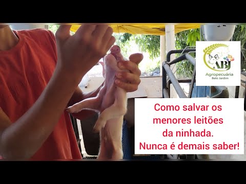 Como salvar os MENORES LEITÕES da Ninhada! NUNCA É DEMAIS SABER.