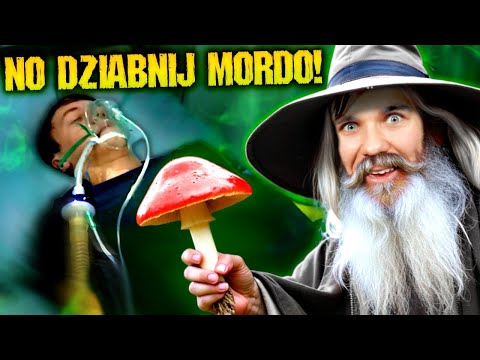 SZPITAL - KRAINA GRZYBÓW ZAPRASZA🍄