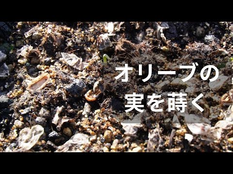 オリーブの芯からオリーブの木を育て、果物を収穫する方法