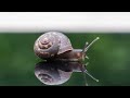 Where Do Snails Live? Where Do You Usually Find Them?