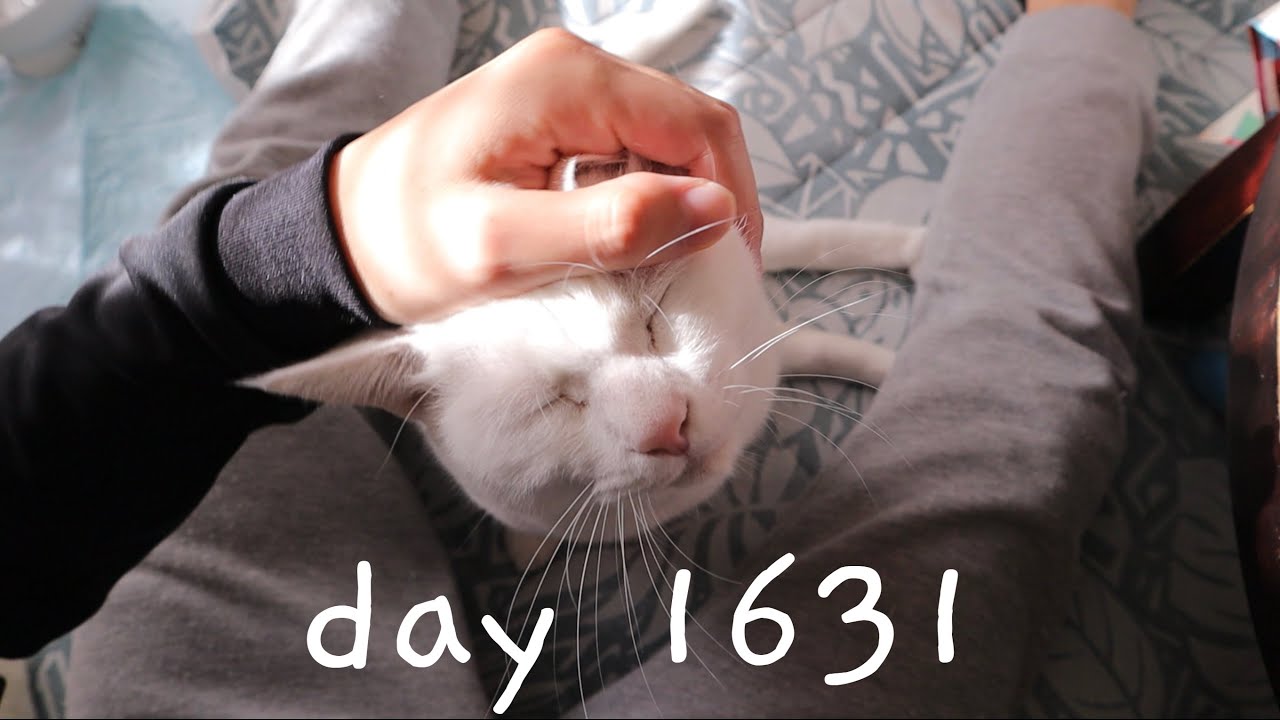 カンプが家族になって1631日目