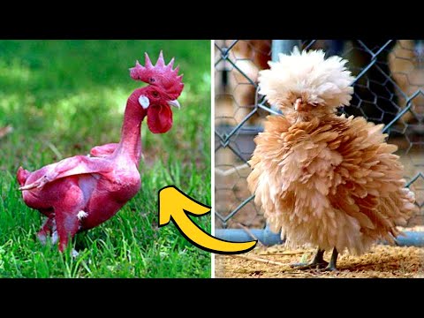 The 10 Most Different and Unique Chicken Breeds in the World!