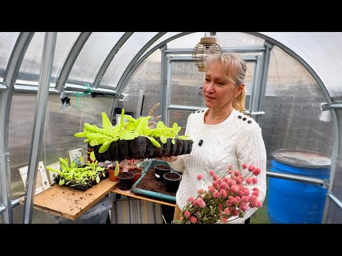 Po Co to Robię na Zimę? 