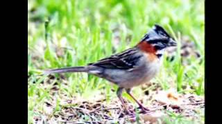 JUAN LUIS GUERRA LOS PAJARITOS
