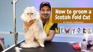 How to groom my Scotish Fold Cat, Cat Grooming in Queens NY Dalila's Pet GroomingSchool