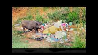 Tim Ries   Wild Horses