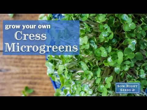 Sow Right Seeds | Cress Microgreens