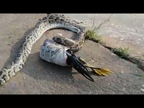 Píton de 4 metros regurgita galo premiado de fazendeiro na Tailândia (IMAGENS FORTES) - 08.10.2019, Sputnik Brasil