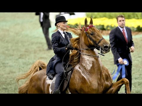 , title : 'CH Bravo Blue - 2015 UPHA American Saddlebred Open Five-Gaited Horse of the Year'