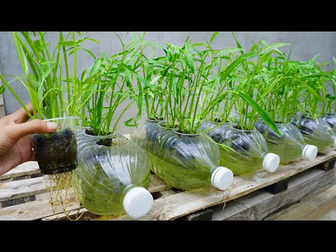 Amazing ideas for Making Flower Pot Recycling plastic Bottles into flower Pot