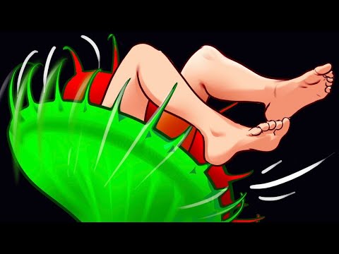 ハエトリグサに餌をやる:意味があるのか、ないのか? 植物