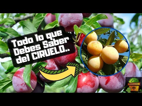 , title : 'CIRUELO - Caracteristicas y Cuidados Para Su CULTIVO'