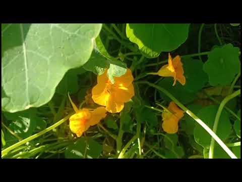 , title : 'Nasturtium plant - Growing and Care'