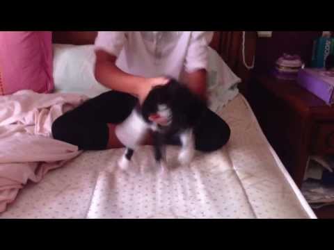 Mon chat vas finir bourrée