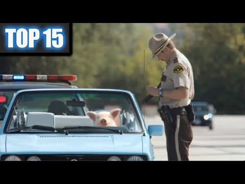 15 Funny GEICO Maxwell the Pig Commercials ... Funny Animals PIGGY