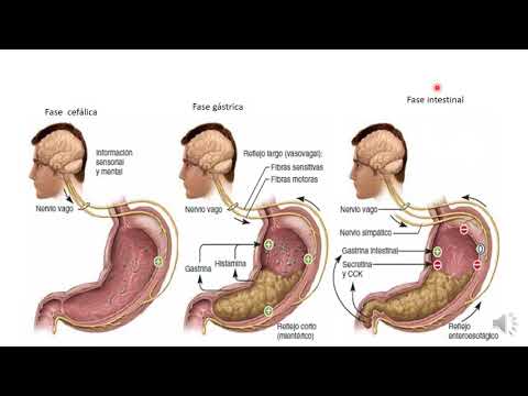 8 secreción de enzimas y mucus