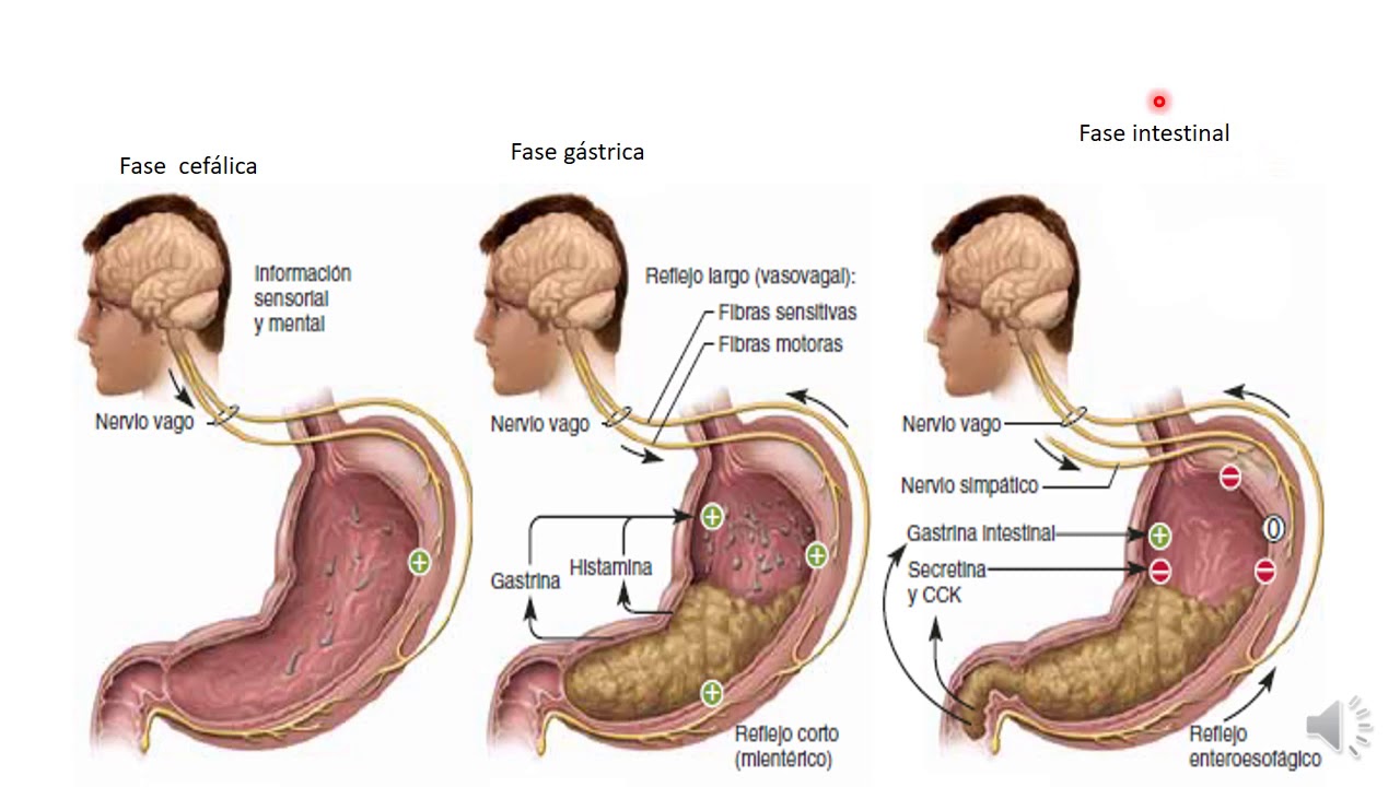 8 secreción de enzimas y mucus